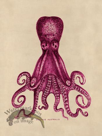 Octopus Pink 15